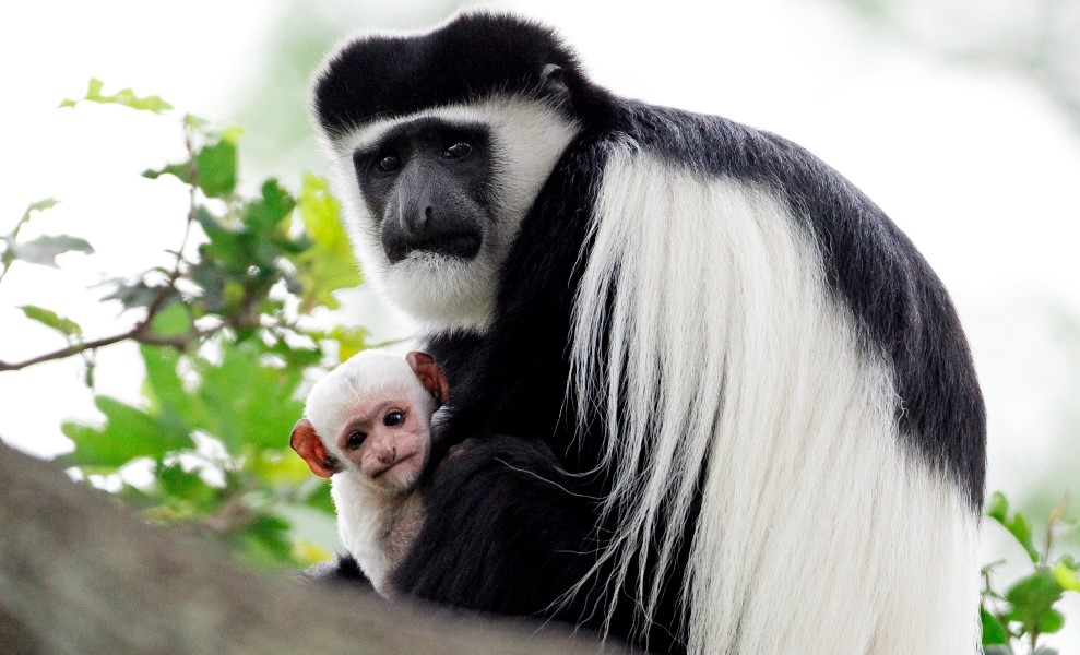 Colobus Monkey on Kilimanjaro