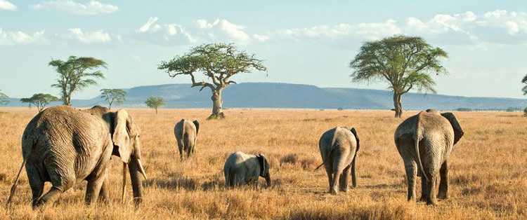 Tarangire Elephants