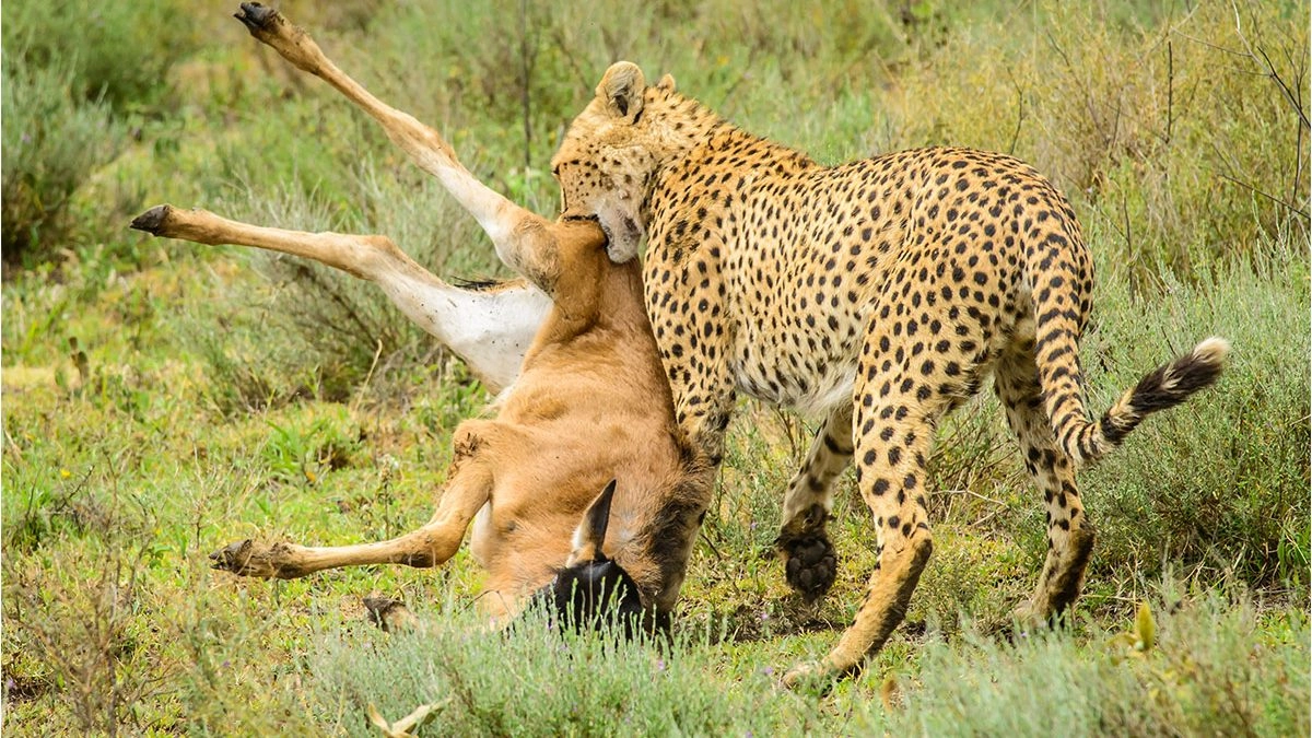 Mount Kilimanjaro Summit