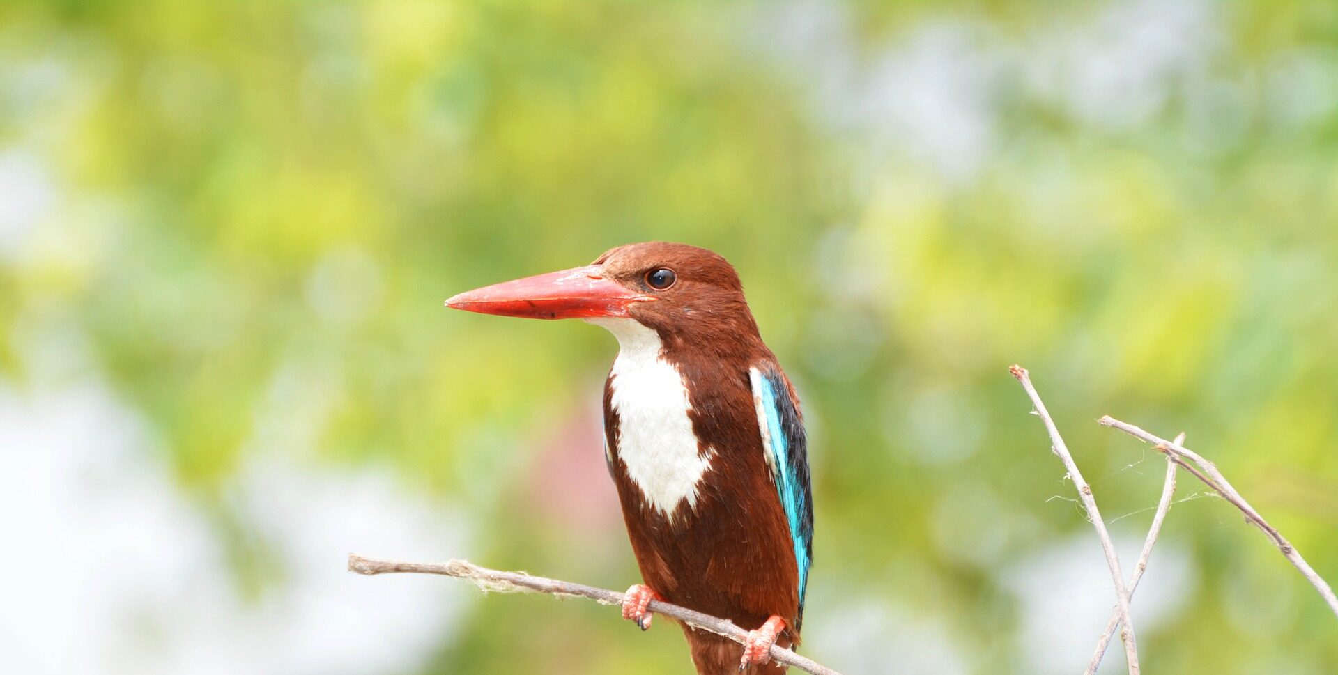 Birds of Kilimanjaro