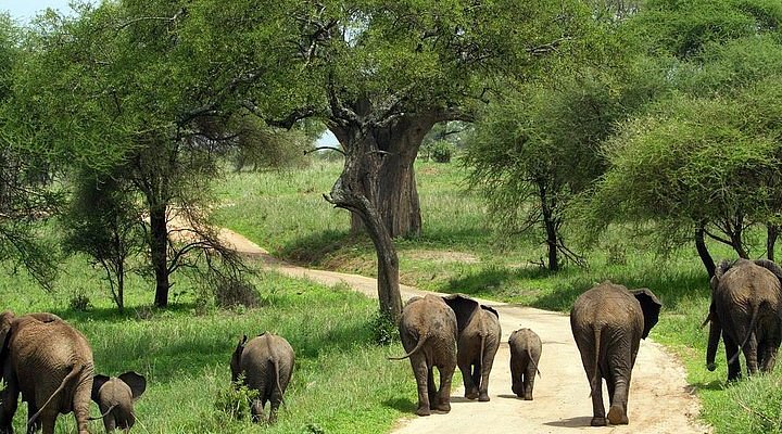 Tarangire Elephants