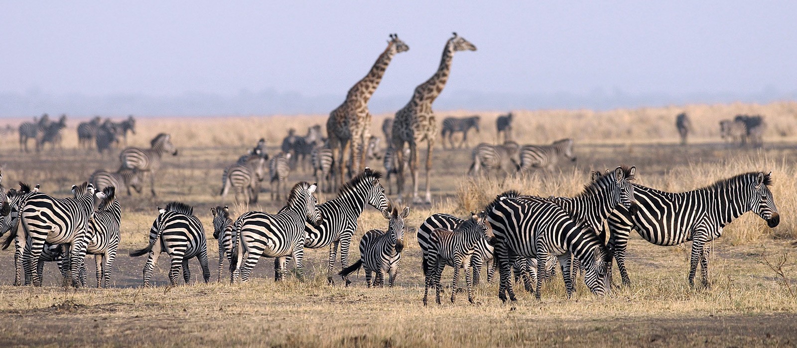 Serengeti and Ngorongoro
