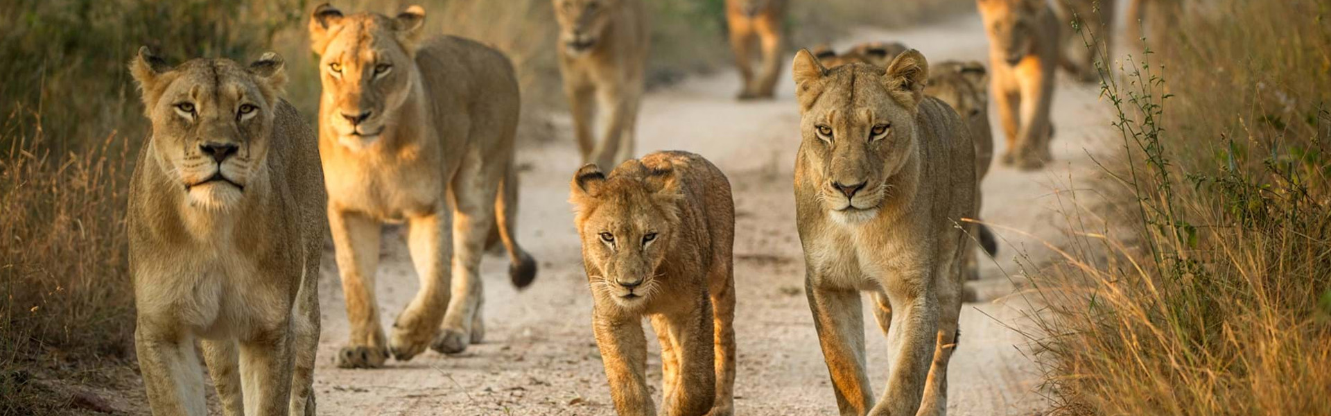 Lemosho Route Landscape