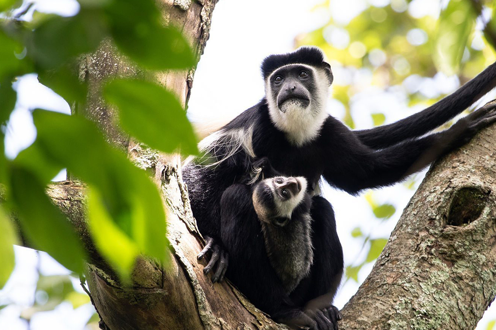 Wildlife on Kilimanjaro